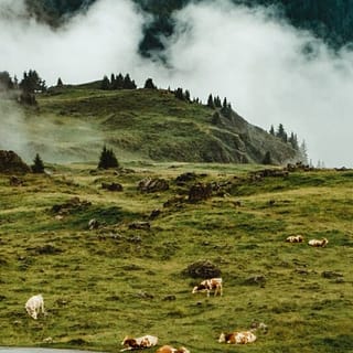 cosa mangiare Alto Adige Sud Tirol mucche al pascolo