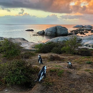 pinguini vicino a Cape Town
