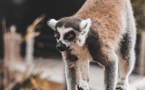 cosa fare e cosa vedere in Madagascar i lemuri