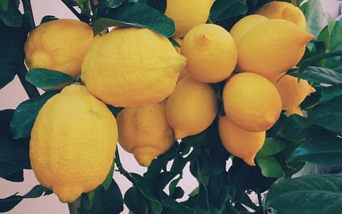 limoni giardino dei ciucioi